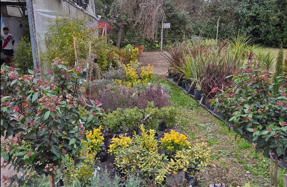 Vivero Susy - miniatura 2