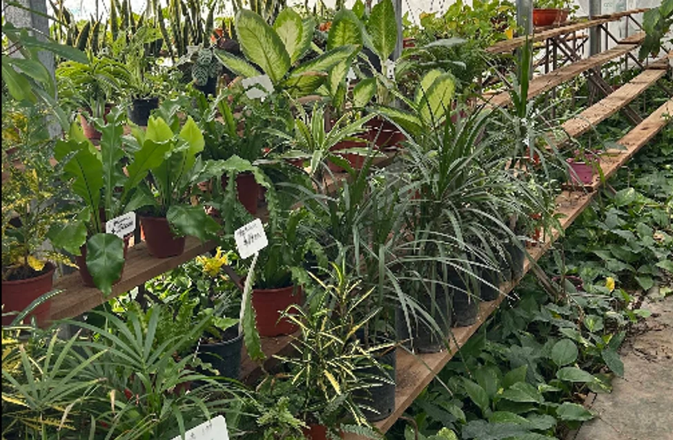 Vivero Susy - miniatura 3