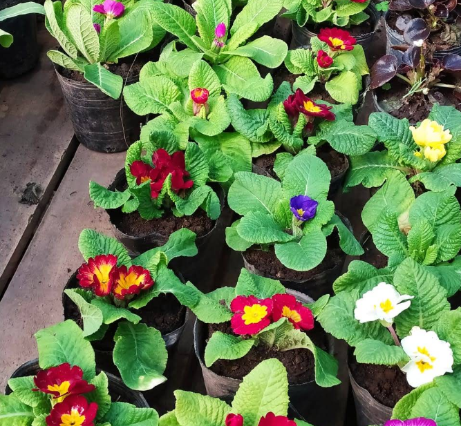 Vivero Rubén - miniatura 2