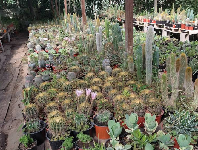 Vivero Rubén - foto 1